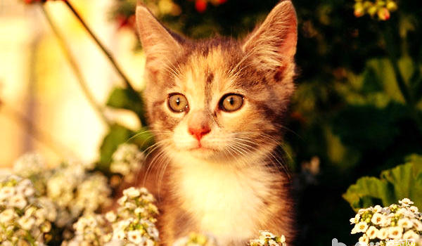 猫咪向你眨眼睛是在撩你吗?