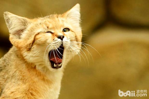 沙丘猫如何繁殖?沙丘猫繁殖周期多长