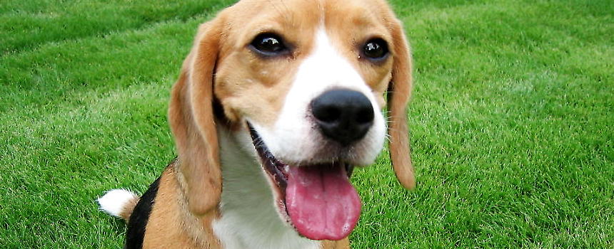 比格犬的养护知识