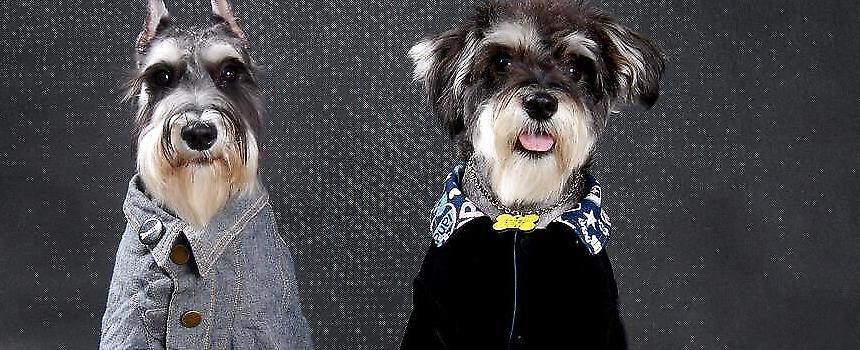 挑选雪纳瑞幼犬方法