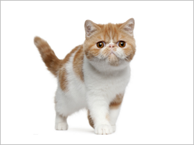 异国短毛猫