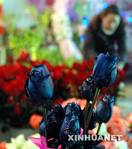 情人节疯狂的玫瑰