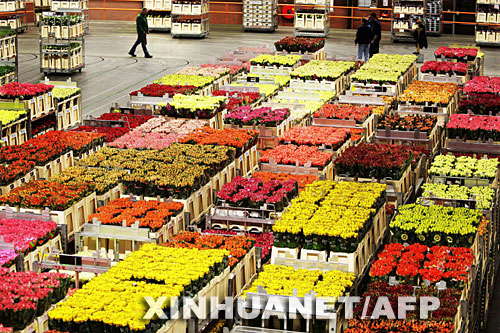 情人节疯狂的玫瑰