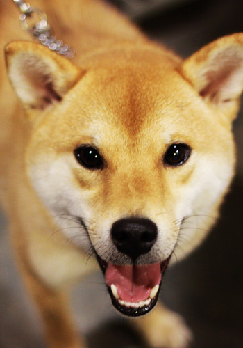 夏天秋田犬洗澡的注意事项