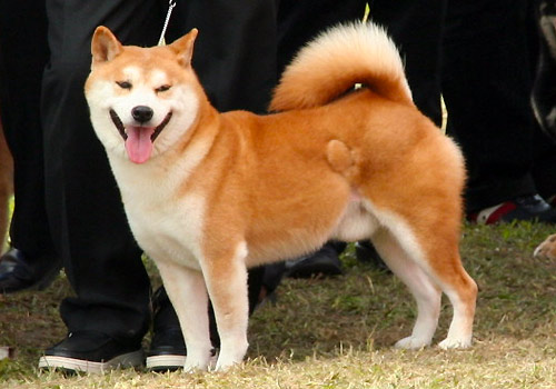 夏天秋田犬洗澡的注意事项