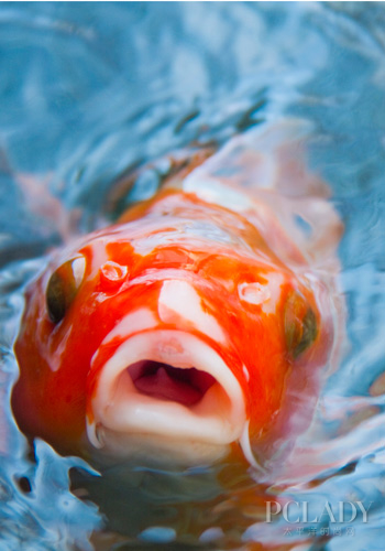 合理控制水族箱病原微生物
