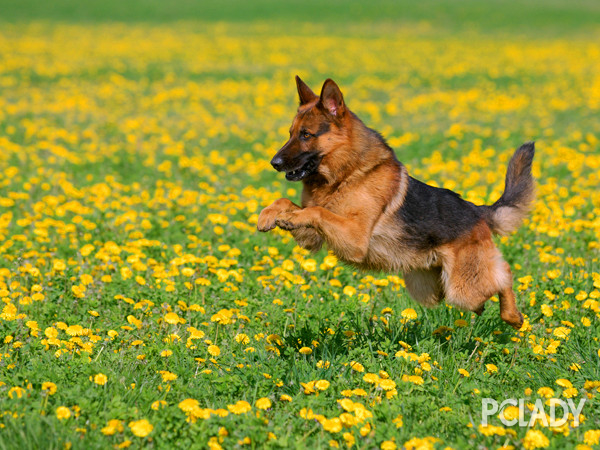 如何让德牧犬老老实实在家看家