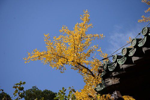 尼康全画幅大对决 D610/D750深度对比评测