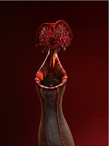 自然界中四大食肉植物