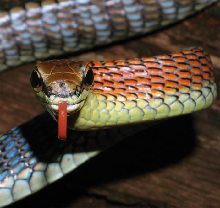婆罗洲发现123种新物种:火焰蛇鲜艳似彩虹