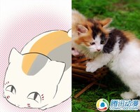 活泼可爱!动漫猫咪原型大揭秘!
