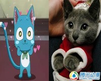 活泼可爱!动漫猫咪原型大揭秘!