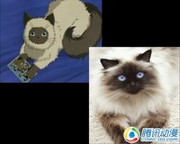活泼可爱!动漫猫咪原型大揭秘!