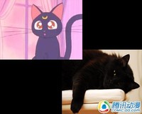 活泼可爱!动漫猫咪原型大揭秘!