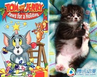 活泼可爱!动漫猫咪原型大揭秘!