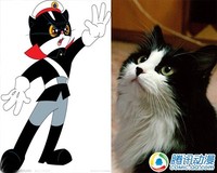 活泼可爱!动漫猫咪原型大揭秘!