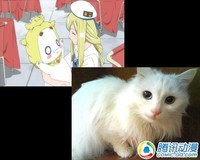 活泼可爱!动漫猫咪原型大揭秘!
