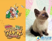 活泼可爱!动漫猫咪原型大揭秘!