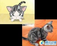 活泼可爱!动漫猫咪原型大揭秘!