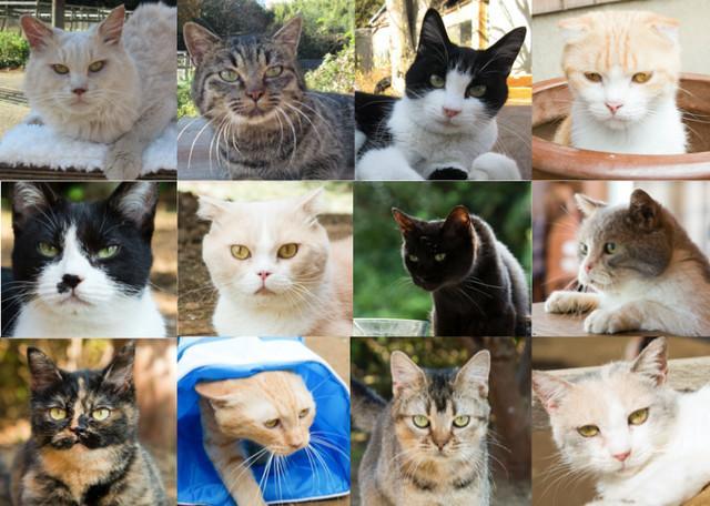猫奴快被萌坏了!《猫咪后院》日本定档4月8日