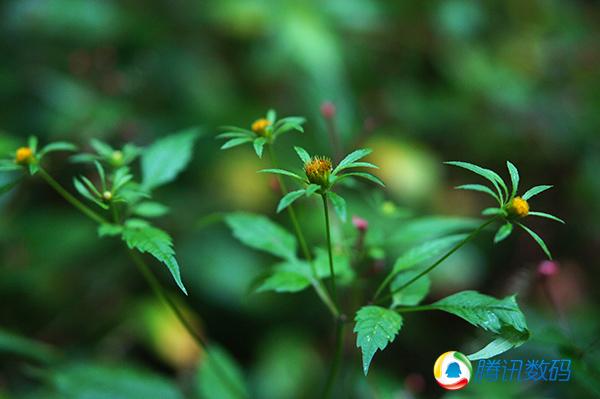 索尼E卡口24mm f/1.8试用 镜头虽好但价格偏高价