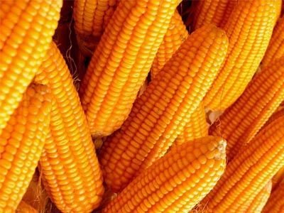 【已审】秋季主食多吃玉米润肠又护肤