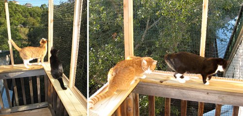 【已审】别叫它笼子 它是猫的城堡