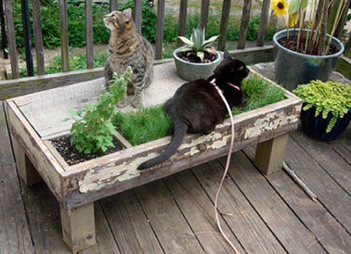 【已审】别叫它笼子 它是猫的城堡