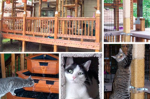 【已审】别叫它笼子 它是猫的城堡