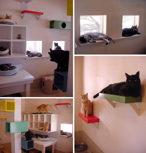 【已审】别叫它笼子 它是猫的城堡