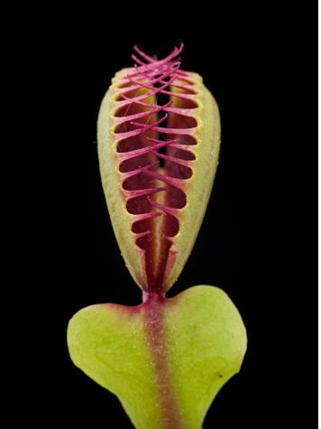 自然界中四大食肉植物