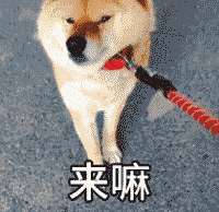 【转】"见的人多了,我更喜欢狗了"人宠关系的本质是什么?