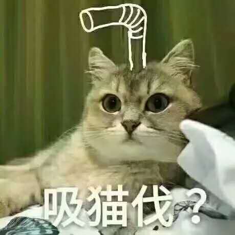 【转】"见的人多了,我更喜欢狗了"人宠关系的本质是什么?