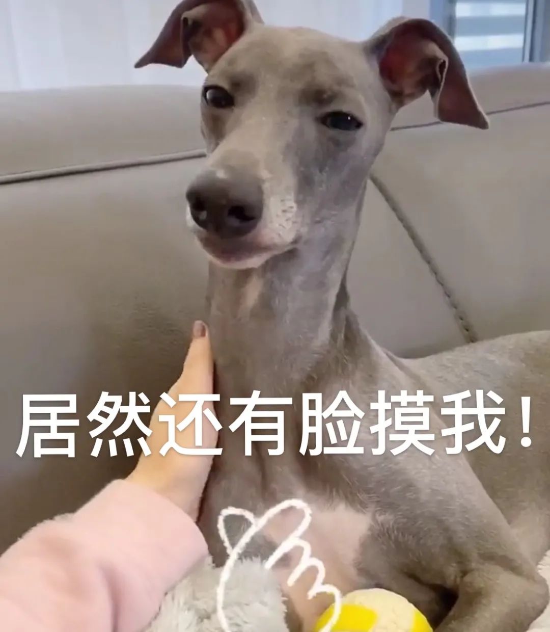 发现主人躺在沙发上没事干,狗子立马叼着球跑过来:我来教你玩球吧!