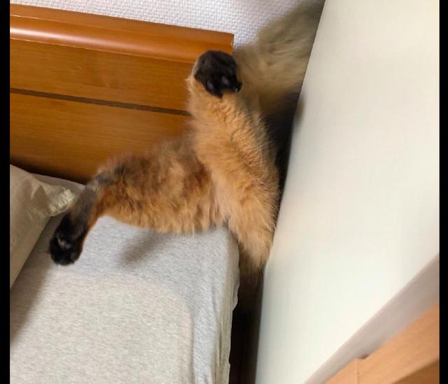 猫咪头朝下卡在了夹缝里,主人第一时间不救它,而是拿手机拍照!
