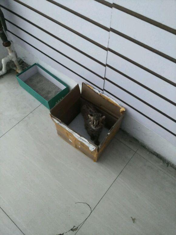 朋友送了只猫,男子带去医院检查,医生却道出它的真实身份