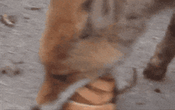 搞笑GIF:新交的女友,大家感觉如何呀?