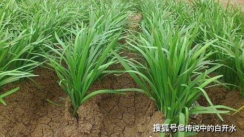 韭菜的生存之道,比较独特的视角