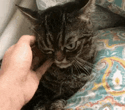猫咪时刻自带“暴怒”表情,感觉下一秒就要吃了主人
