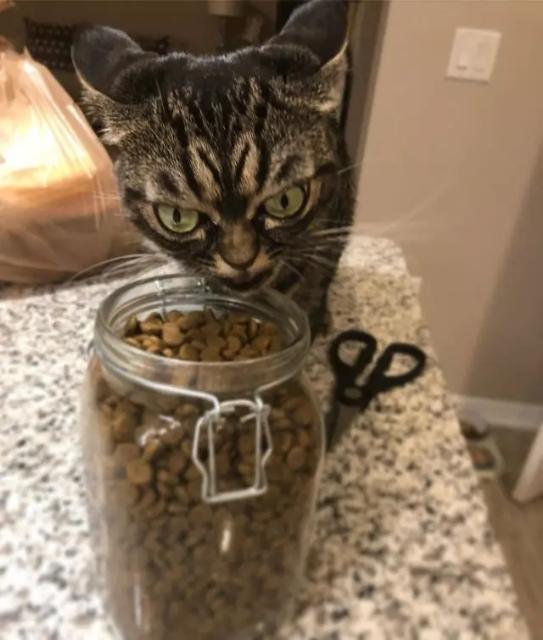 猫咪时刻自带“暴怒”表情,感觉下一秒就要吃了主人