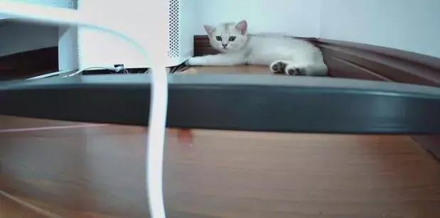 空巢青年上班走后,你的猫都誓静铸着牢狱般的生活