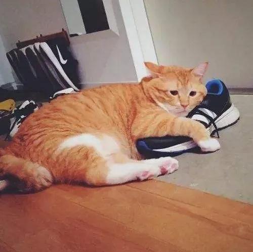 猫咪:“主人的臭鞋,真让本喵爱不释手”