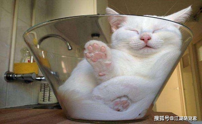 各位铲屎官在你睡觉后,猫咪会做这8件事,你知道吗