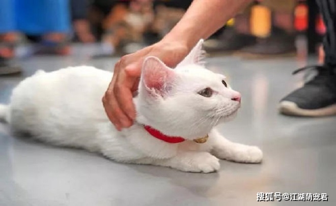 各位铲屎官在你睡觉后,猫咪会做这8件事,你知道吗