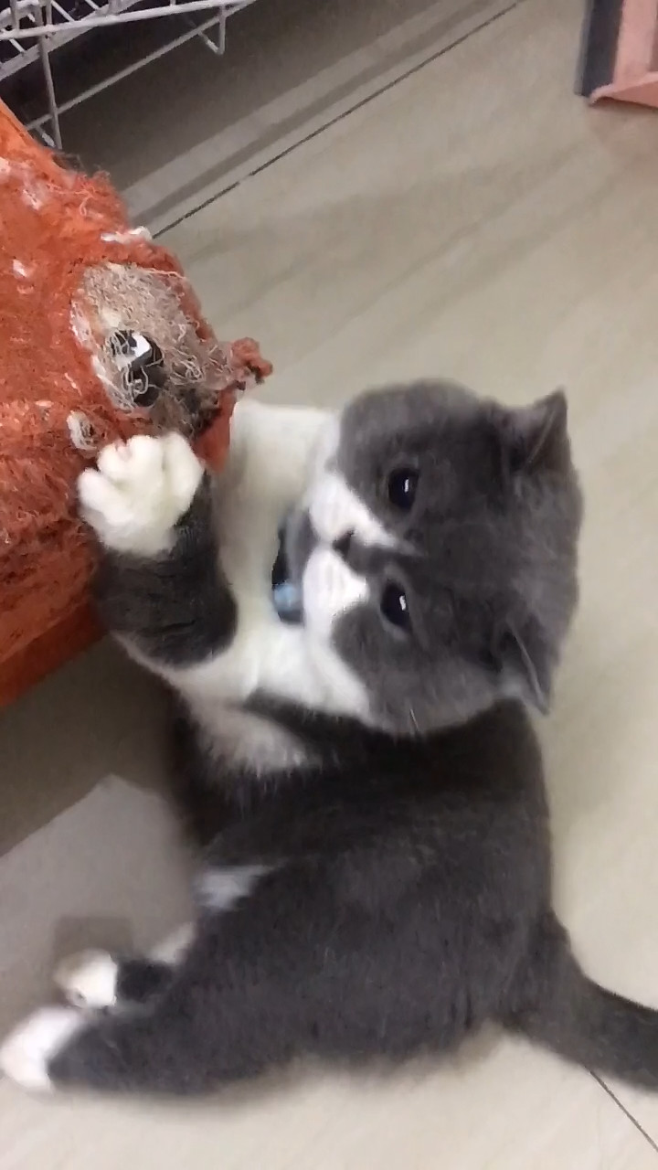 猫咪啃沙发被主人发现,竟还想逃离现场,主人:我已经掌握证据了