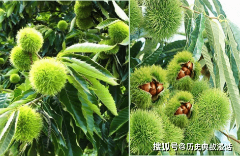 文太守吃板栗的故事