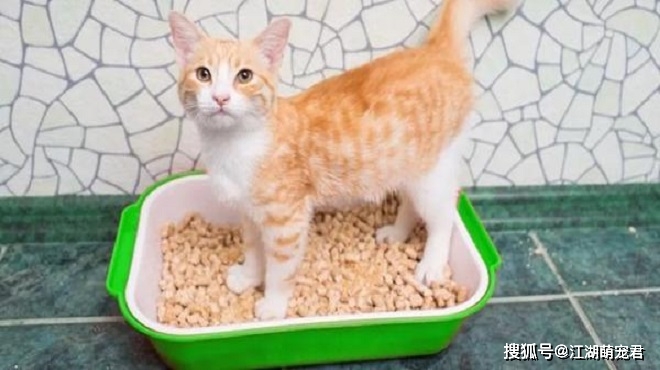 各位铲屎官,猫咪不使用猫砂盆,可能是这6个原因造成的