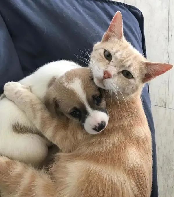 猫咪失去孩子沉浸在悲伤中,主人带回3只小狗,猫把它们当孩子养