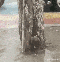 爆笑的GIF趣图:你这刹车真的不错!是不是自己制作的啊!