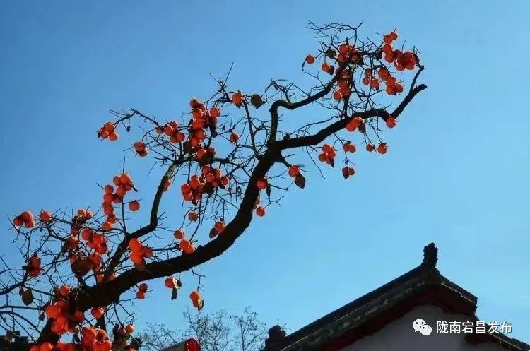 陇南宕昌:柿青柿红 依然情浓